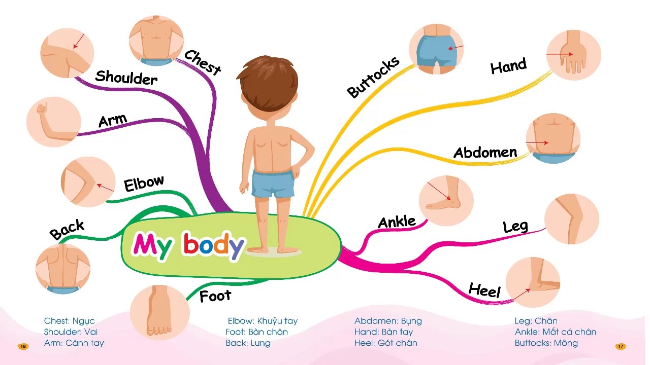 Topic: My Body 1 – Chinh phục từ vựng tiếng Anh theo sơ đồ tư duy Mind Map